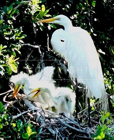 Great Egret & 2 babies-Fripp Island SC  ID-C-137-1234V