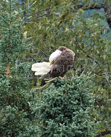 Treetop Bald Eagle-Lake Clark AK ID-C-130-1780