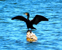 Double-crested Cormorant-St. Petersburg FL ID C-43-5613