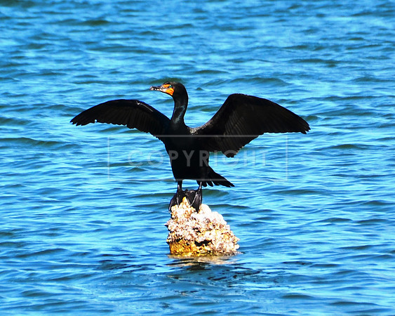 Double-crested Cormorant-St. Petersburg FL ID C-43-5613