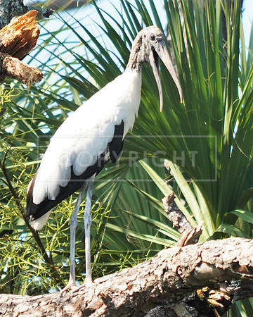 Wood Stork-2 Fripp Island SC ID-136-1291