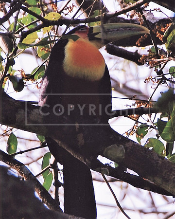 Red-breasted Toucan-Iguazu Falls Brazil ID-C-16-32-44