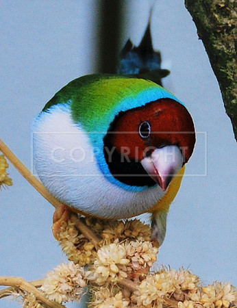 Lady Gouldian Finch-3  ID-C-119-0095