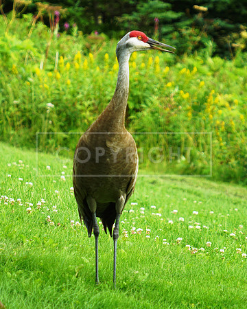 Sandhill Crane-facing Homer AK ID C-52-1319