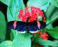 Postman Butterfly  ID-D-104-0511