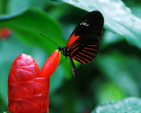 Small Postman-ventral view ID-D-103-0059