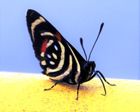 Callicore hydaspes buttrefly-Iguazu Falls Brazil ID-D-107-174
