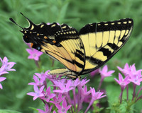 Eastern Tiger Swallowtail Butterfly-3 Irmo SC ID-D-113-4948