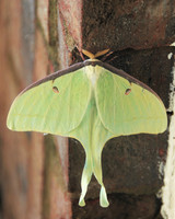 Luna Moth-Georgia ID-D-110-0013