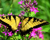 Eastern Tiger Swallowtail Butterfly-1 Irmo SC  ID-D-11-4346H