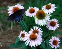 Spicebush Swallowtail and Coneflowers-3 Irmo SC ID-D-100-0225H