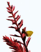 Little Yellow Butterfly-Rio de Janeiro Brazil