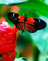 Small Postman-dorsal view ID-D-37-0057