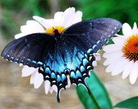 Spicebush Swallowtail Butterfly-2-Irmo SC ID-D-12-0227H
