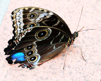 Blue Morpho butterfly-ventral view ID-D-13b-0044