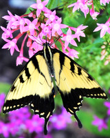 Eastern Tiger Swallowtail Butterfly-2 Irmo SC  ID-D-112-4403