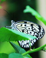 Paper Kite Butterfly  ID-D-111-0050