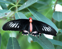 C-Butterflies