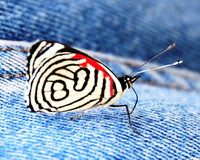 Butterfly 88 or Diethria anna-Iguazu Falls Brazil ID-D-106-194