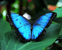 Blue Morpho Butterfly-dorsal view ID-D-13a-0064