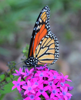 Monarch on Pentas-3 Irmo SC ID-D-101-4414V