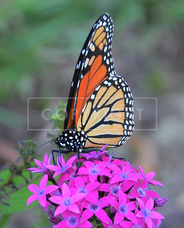 Monarch on Pentas-3 Irmo SC ID-D-101-4414V