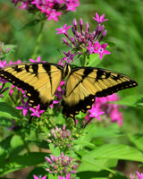 Eastern Tiger Swallowtail Butterfly-1 Irmo SC ID-D-11-4346V