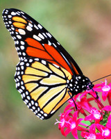 Monarch on Pentas-1 Irmo SC ID-D-36-5391V