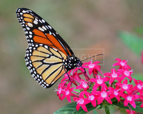 Monarch & Pentas Irmo SC 2017