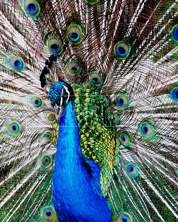 A-Peacock-1-Kauai, Hawaii