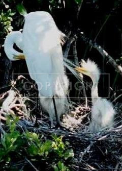 Egrett with bed hair-DSC01248