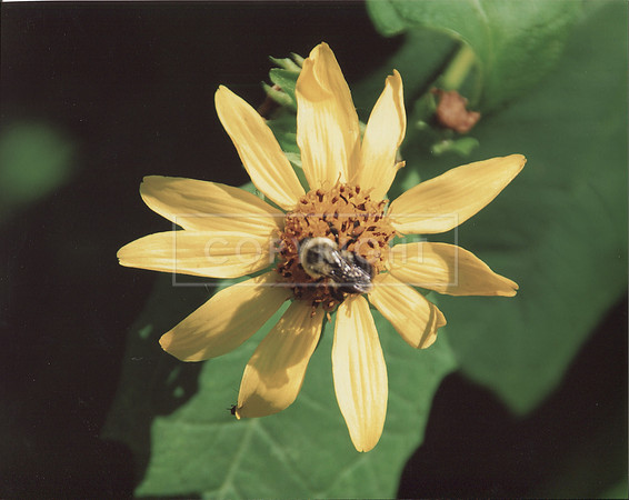 Yellow daisy